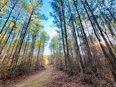 +/-103 Acres North MS Timberland with Creek & Hunting - image 5