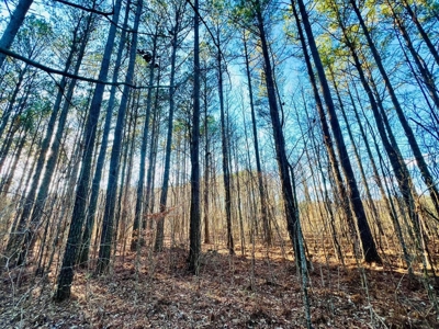 +/-103 Acres North MS Timberland with Creek & Hunting - image 6