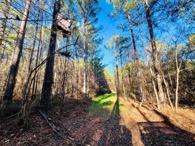 +/-103 Acres North MS Timberland with Creek & Hunting - image 13