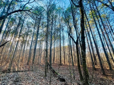 +/-103 Acres North MS Timberland with Creek & Hunting - image 19