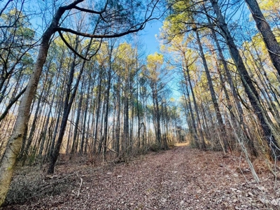 +/-103 Acres North MS Timberland with Creek & Hunting - image 8