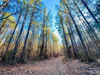 +/-103 Acres North MS Timberland with Creek & Hunting - image 22