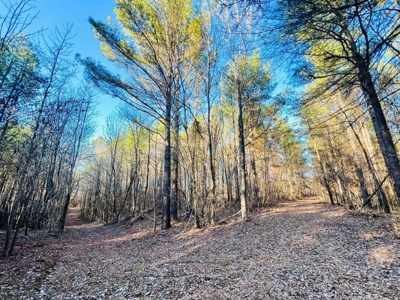 +/-103 Acres North MS Timberland with Creek & Hunting - image 21