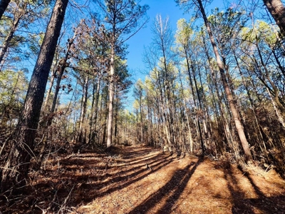 +/-103 Acres North MS Timberland with Creek & Hunting - image 18