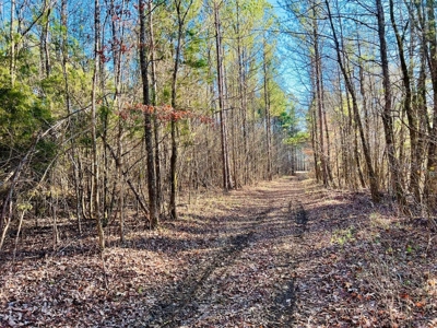 +/-103 Acres North MS Timberland with Creek & Hunting - image 12