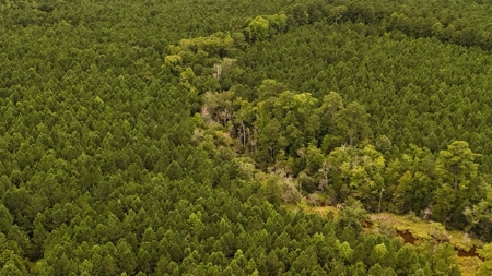 Rare 210-Acre Tract with Green's Creek Frontage - image 16