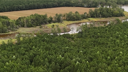 Rare 210-Acre Tract with Green's Creek Frontage - image 14