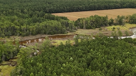 Rare 210-Acre Tract with Green's Creek Frontage - image 13