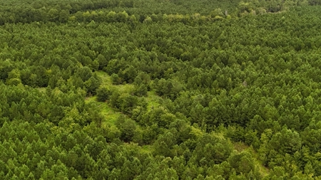 Rare 210-Acre Tract with Green's Creek Frontage - image 9