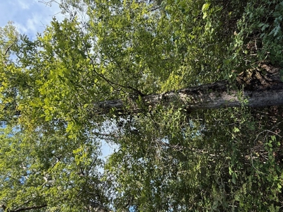 Thomaston, Alabama Family Hunting and Homesite Property for Sale - image 19