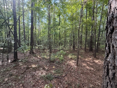 Thomaston, Alabama Family Hunting and Homesite Property for Sale - image 6