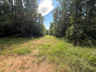 Thomaston, Alabama Family Hunting and Homesite Property for Sale - image 17