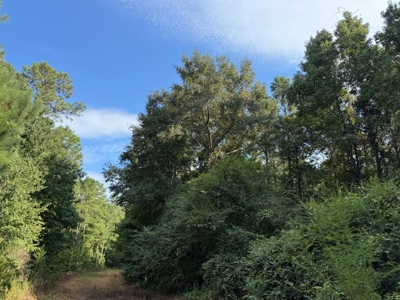 Thomaston, Alabama Family Hunting and Homesite Property for Sale - image 14