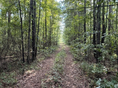 Thomaston, Alabama Family Hunting and Homesite Property for Sale - image 2
