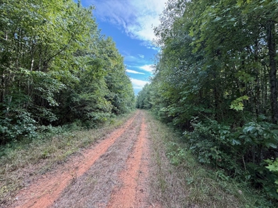 Thomaston, Alabama Family Hunting and Homesite Property for Sale - image 9