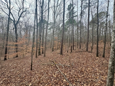 +/- 25.36 Acres Near J.P. Coleman State Park & Pickwick Lake - image 17