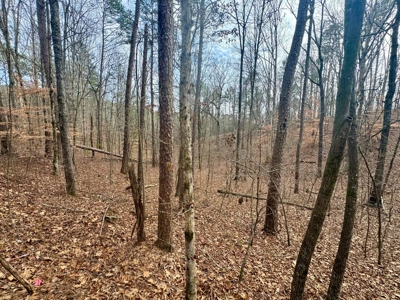 +/- 25.36 Acres Near J.P. Coleman State Park & Pickwick Lake - image 14
