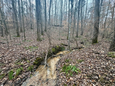 +/- 25.36 Acres Near J.P. Coleman State Park & Pickwick Lake - image 9