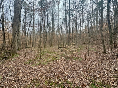 +/- 25.36 Acres Near J.P. Coleman State Park & Pickwick Lake - image 4