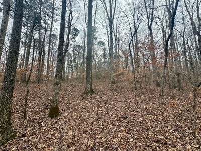 +/- 25.36 Acres Near J.P. Coleman State Park & Pickwick Lake - image 21