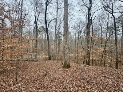 +/- 25.36 Acres Near J.P. Coleman State Park & Pickwick Lake - image 20
