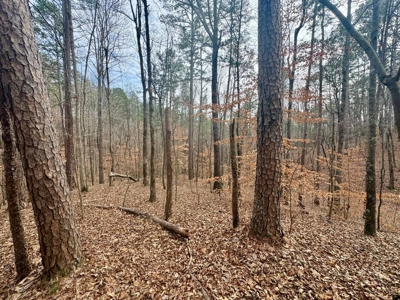 +/- 25.36 Acres Near J.P. Coleman State Park & Pickwick Lake - image 19
