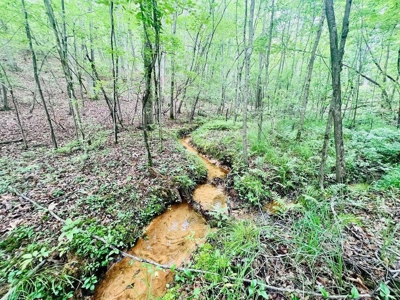 +/- 25.36 Acres Near J.P. Coleman State Park & Pickwick Lake - image 7