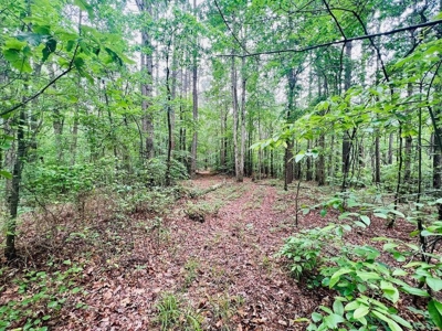+/- 25.36 Acres Near J.P. Coleman State Park & Pickwick Lake - image 8