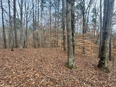 +/- 25.36 Acres Near J.P. Coleman State Park & Pickwick Lake - image 13