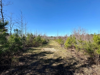 +/- 21 Acres on Peaceful Collier Rd. in Itawamba County - image 14