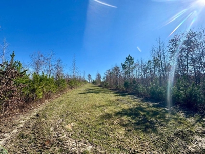 +/- 21 Acres on Peaceful Collier Rd. in Itawamba County - image 12