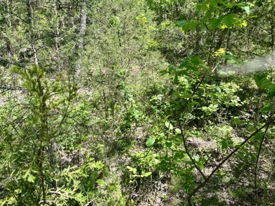 Build Your Multi Family Investment Dream in Holiday Island AR - image 11