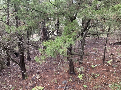 Build Your Multi Family Investment Dream in Holiday Island AR - image 5