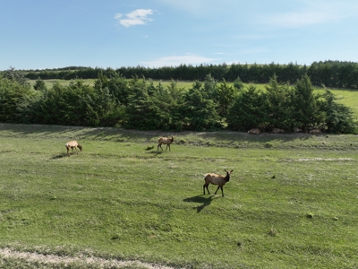 Nebraska Cattle & Hunting Ranch For Sale - image 17