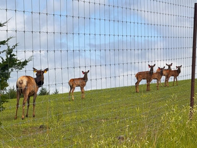 Nebraska Cattle & Hunting Ranch For Sale - image 19