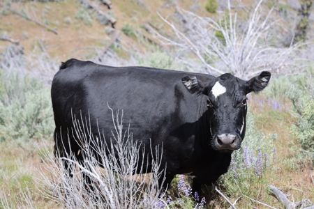 Eastern Oregon Mascall Ranch Outside Dayville - image 10