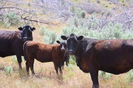 Eastern Oregon Mascall Ranch Outside Dayville - image 11