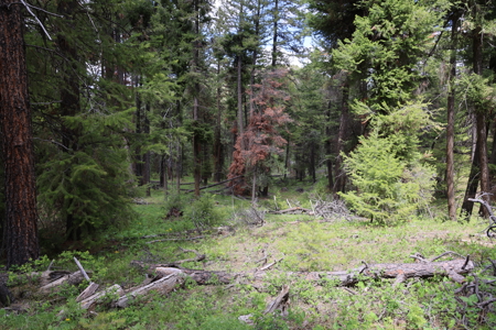 Eastern Oregon Mascall Ranch Outside Dayville - image 18