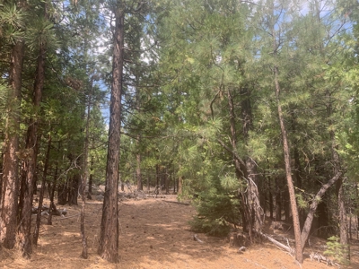 Land for Sale in California Pines – Your Nature Retreat Awaits! - image 11