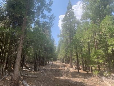 Land for Sale in California Pines – Your Nature Retreat Awaits! - image 5