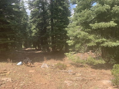 Land for Sale in California Pines – Your Nature Retreat Awaits! - image 7