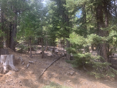 Land for Sale in California Pines – Your Nature Retreat Awaits! - image 9