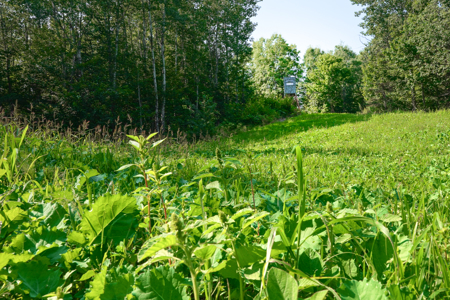 Private Lakefront Acreage For Sale in Northern Wisconsin - image 26