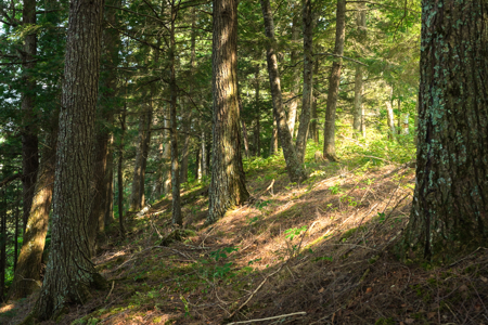 Private Lakefront Acreage For Sale in Northern Wisconsin - image 31