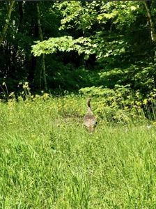 Private Lakefront Acreage For Sale in Northern Wisconsin - image 46