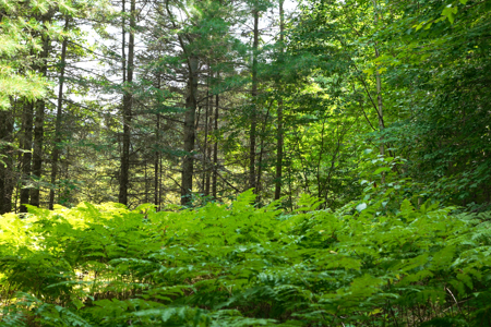 Private Lakefront Acreage For Sale in Northern Wisconsin - image 2