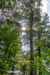 Private Lakefront Acreage For Sale in Northern Wisconsin - image 22