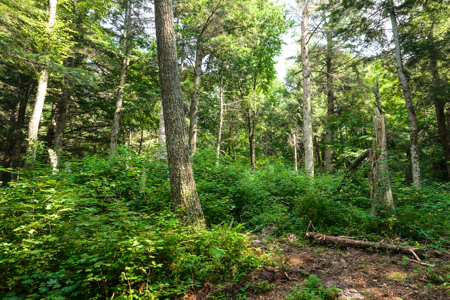 Private Lakefront Acreage For Sale in Northern Wisconsin - image 21