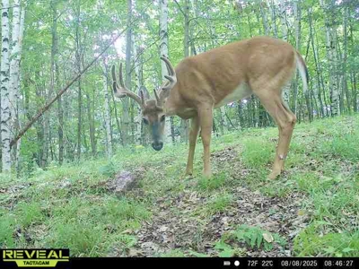 Private Lakefront Acreage For Sale in Northern Wisconsin - image 43