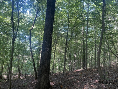 Waterfront Land For Sale In Tn On Indian Creek - image 9